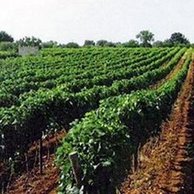 Azienda Vinicola Mocavero